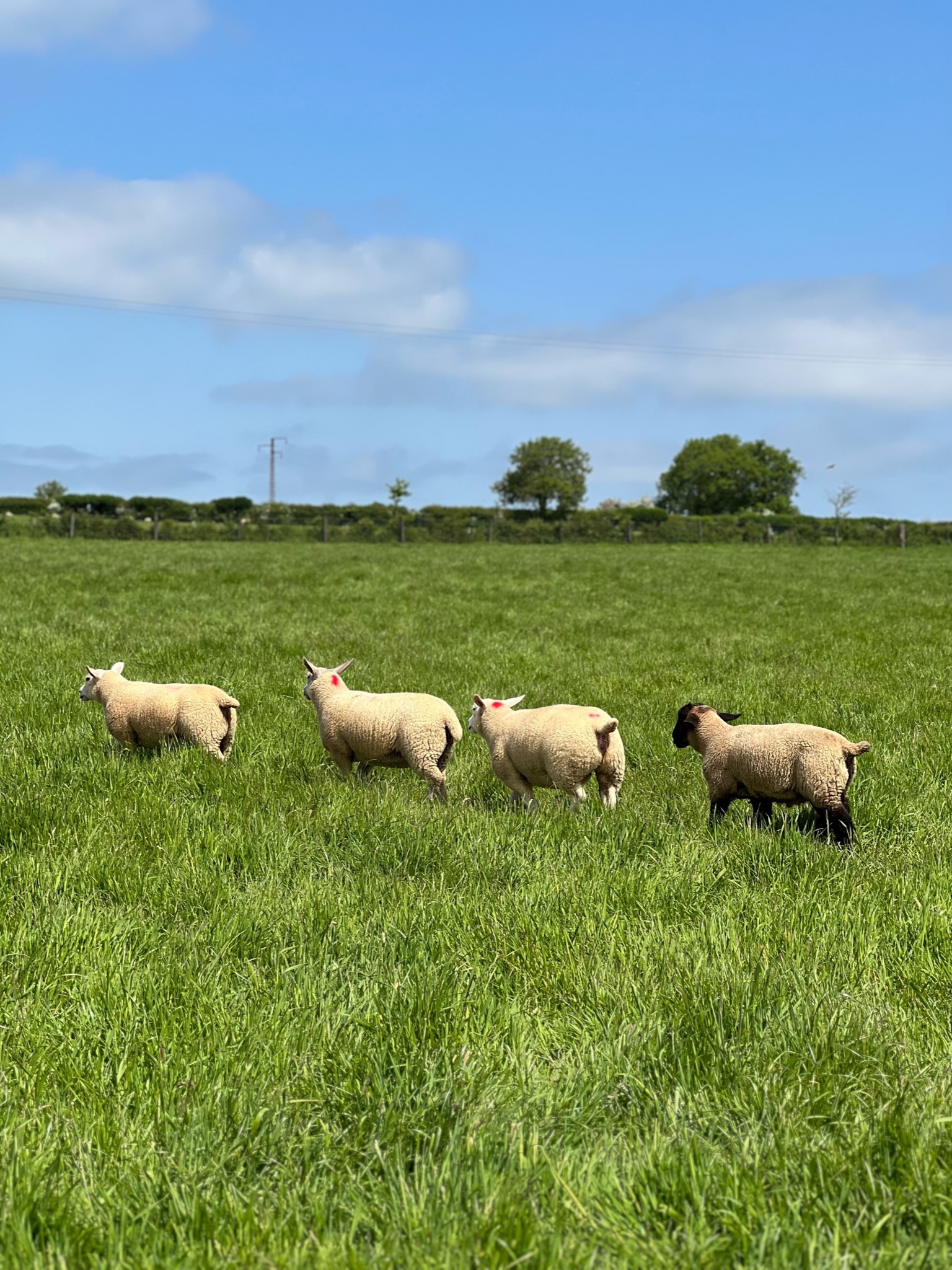 Aid el Adha 2026 - Achat Agneau Origin Green élevé en plein air.