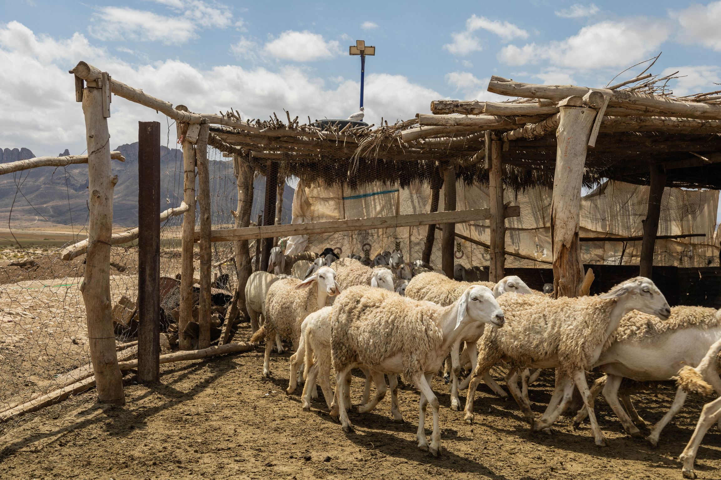 Aid el Adha 2025 - Don en Algérie Aid el Adha 2025 - Don en Algérie