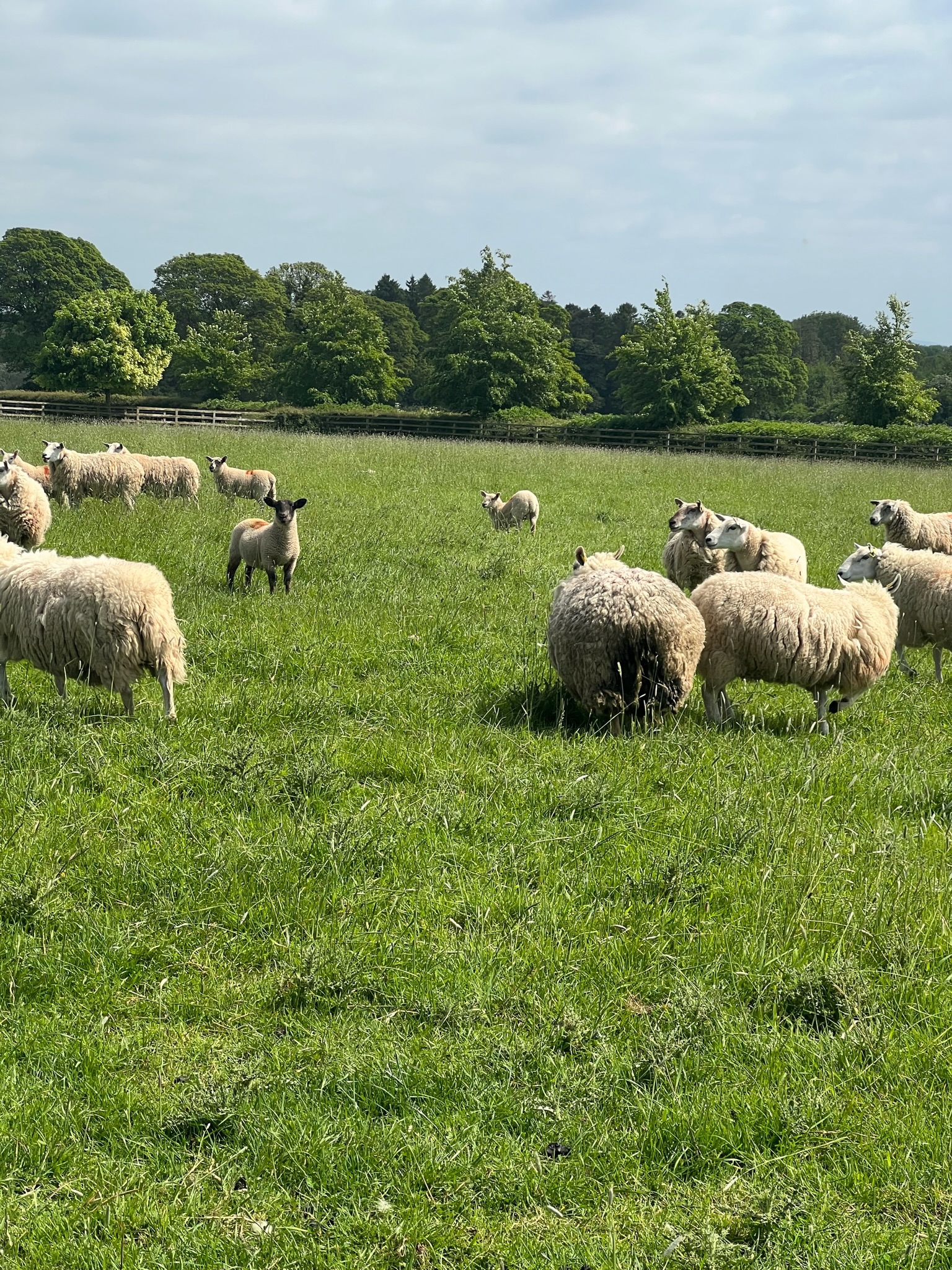 Aid el Adha 2026 - Don en France