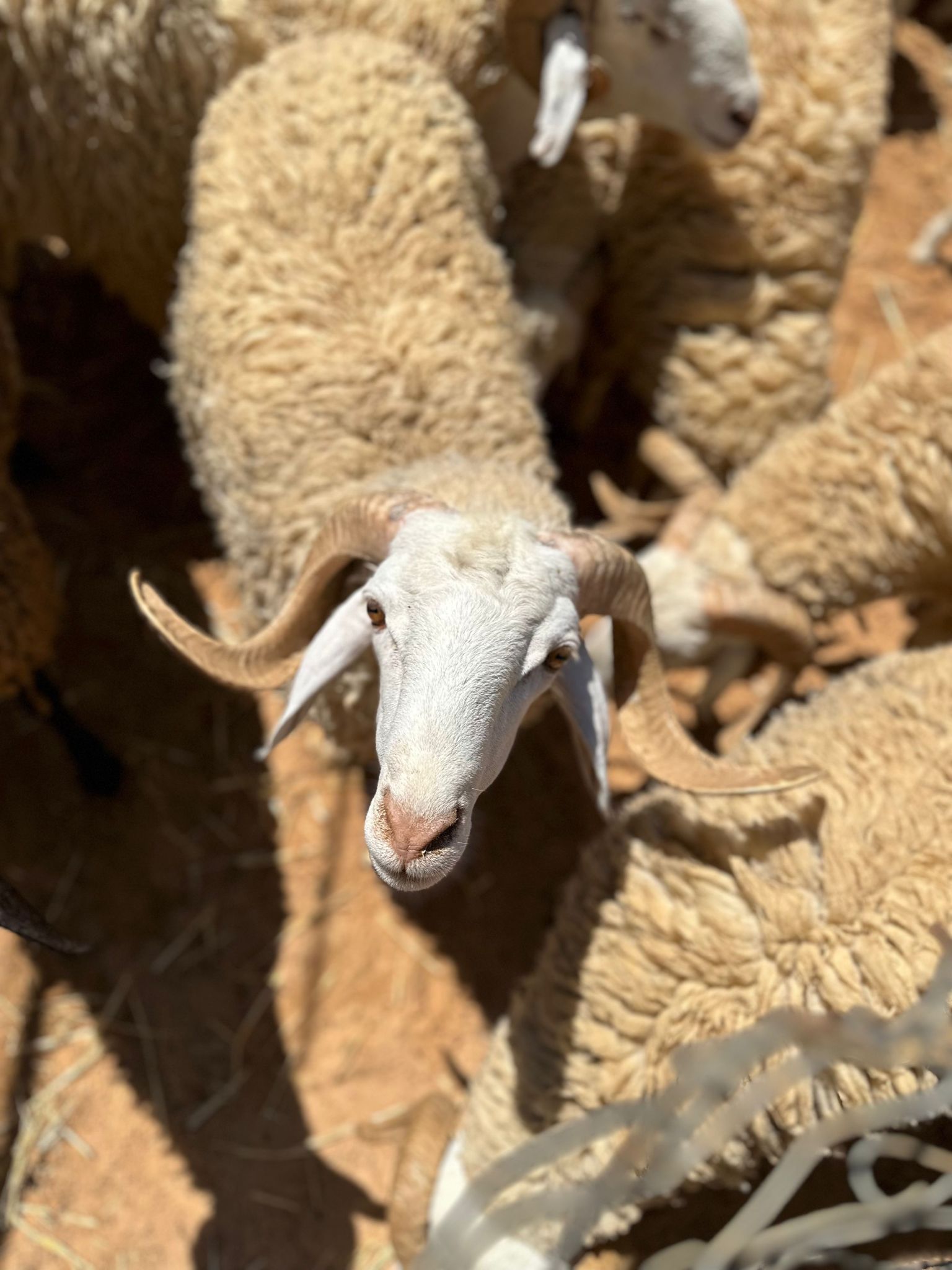 Don en Algérie Don en Algérie