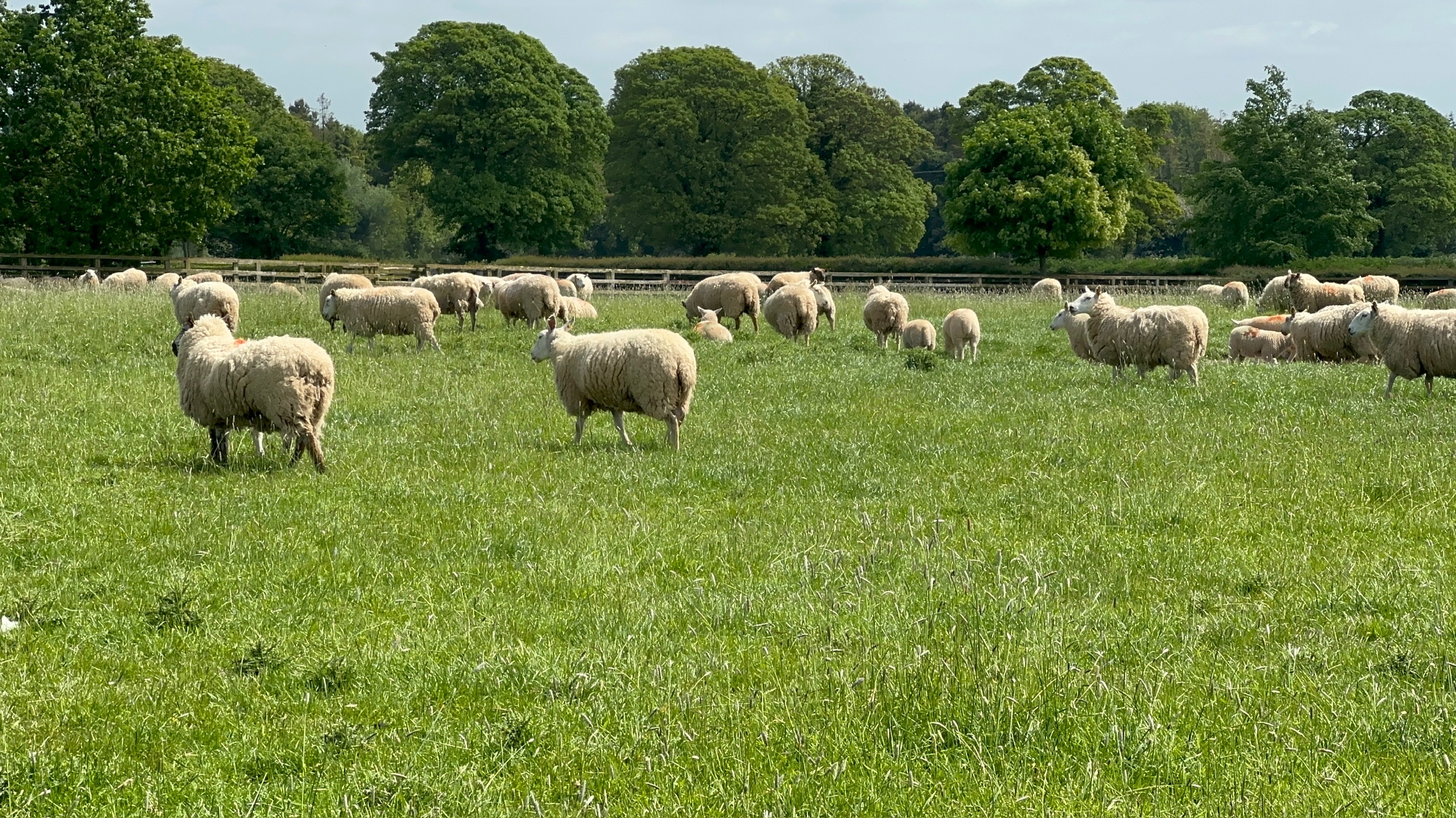 Aid el Adha 2026 - Achat Agneau Origin Green élevé en plein air.